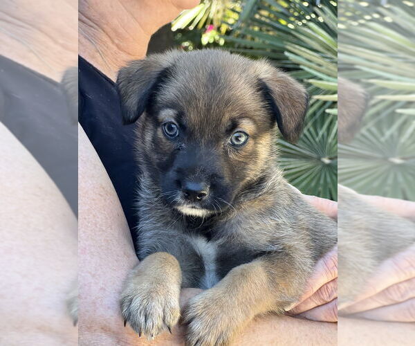 Medium Photo #2 Hava-Apso Puppy For Sale in Dana Point, CA, USA