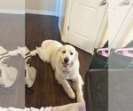 Small #2 Great Pyrenees