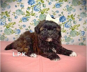 ShihPoo Puppy for Sale in WINNSBORO, Louisiana USA