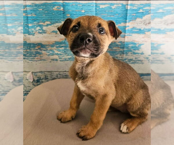 Medium Photo #7 German Shepherd Dog-Unknown Mix Puppy For Sale in Lakewood, CO, USA