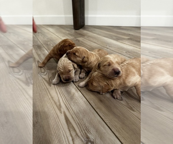 Medium Photo #3 English Cream Golden Retriever Puppy For Sale in SACRAMENTO, CA, USA
