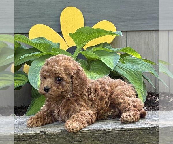 Medium Photo #3 Cavapoo (Miniature) Puppy For Sale in PARADISE, PA, USA