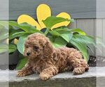 Small #2 Cavapoo (Miniature)