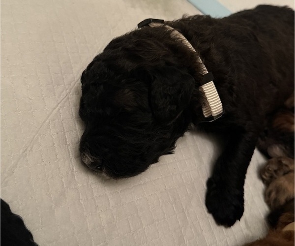 Medium Photo #4 Bernedoodle Puppy For Sale in MOULTON, AL, USA