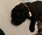 Small Photo #4 Bernedoodle Puppy For Sale in MOULTON, AL, USA