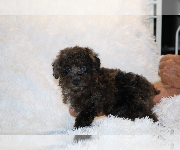 Medium Photo #10 Poodle (Toy) Puppy For Sale in DYERSBURG, TN, USA