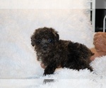 Small #9 Poodle (Toy)