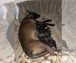 Small Photo #22 Belgian Malinois Puppy For Sale in HARKER HEIGHTS, TX, USA