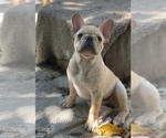 Puppy Hugo French Bulldog