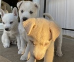Small Photo #11 Labrador Retriever-Siberian Husky Mix Puppy For Sale in OXNARD, CA, USA