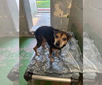 Pin Pin - Not at shelter available 10/26 - Female Chipin Dog for Adoption - Small photo