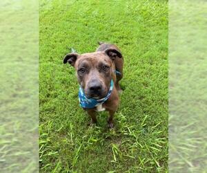 Mutt Dogs for adoption in Tulsa, OK, USA