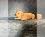 Small Photo #6 Labrador Retriever Puppy For Sale in SYCAMORE, IL, USA