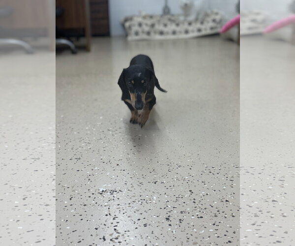 Medium Photo #2 Dachshund Puppy For Sale in York, SC, USA