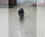 Small #1 Dachshund