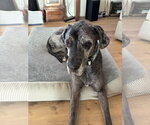 Small #6 Great Dane