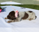 Small Photo #1 German Shorthaired Pointer Puppy For Sale in RAGERSVILLE, OH, USA