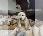 Small Photo #5 Golden Retriever Puppy For Sale in DICKINSON, TX, USA