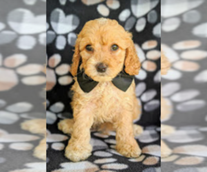 Cock-A-Poo Puppy for sale in BIRD IN HAND, PA, USA