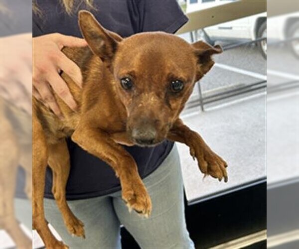 Medium Photo #1 Chihuahua-Unknown Mix Puppy For Sale in Norfolk, VA, USA
