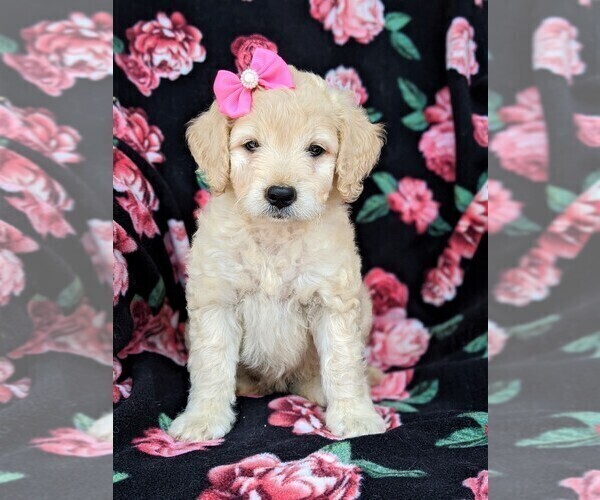 Medium Photo #2 Goldendoodle-Poodle (Miniature) Mix Puppy For Sale in KIRKWOOD, PA, USA