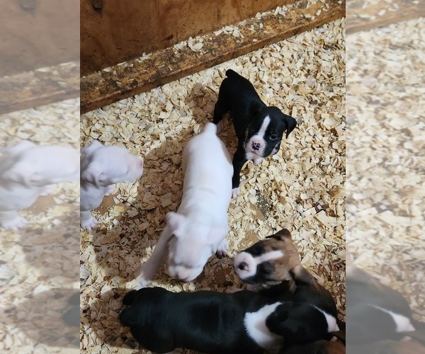 Medium Photo #12 Boxer Puppy For Sale in STAFFORD SPRINGS, CT, USA