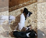 Small #11 Boxer
