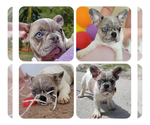 French Bulldog Puppy for sale in TAMPA, FL, USA