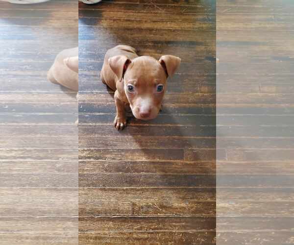 Medium Photo #31 American Pit Bull Terrier-Staffordshire Bull Terrier Mix Puppy For Sale in Shermans Dale, PA, USA