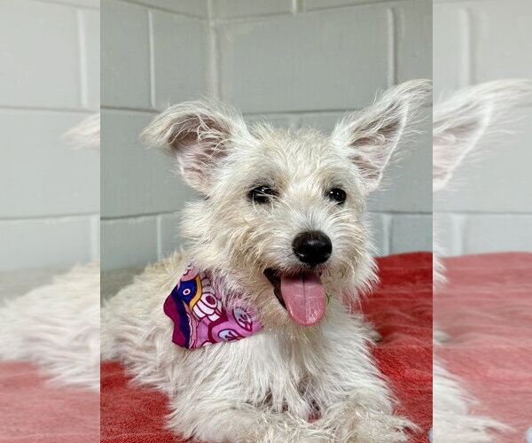 Medium Photo #1 Mutt Puppy For Sale in San Leon, TX, USA