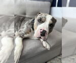 Small #2 American Bulldog Mix
