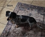 Small Photo #1 Dachshund Puppy For Sale in KINGSLAND, GA, USA