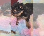 Small Photo #280 Yorkshire Terrier Puppy For Sale in AKRON, OH, USA