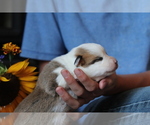 Small #4 Pembroke Welsh Corgi