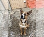 Small Photo #4 Shepradors Puppy For Sale in Bemidji, MN, USA