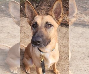 German Shepherd Dog-Unknown Mix Dogs for adoption in Lafayette, CA, USA