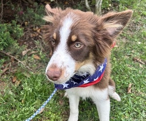 Miniature Australian Shepherd Puppy for sale in BUSH, LA, USA
