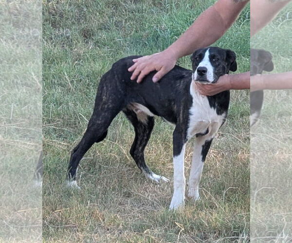 Medium Photo #10 Catahoula Leopard Dog-Labrador Retriever Mix Puppy For Sale in Alexander, AR, USA