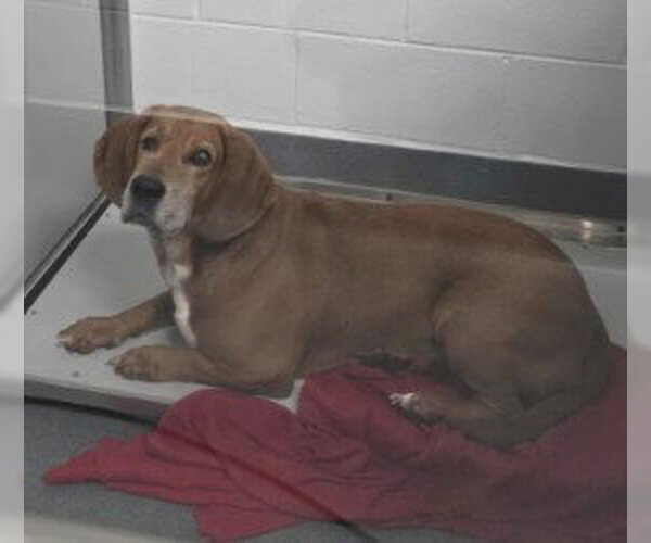 Medium Photo #2 Bassetdor Puppy For Sale in Glen Allen, VA, USA