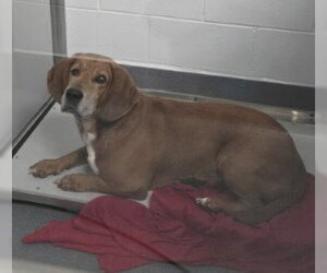 DA 8 Copper - Male Bassetdor Dog for Adoption - Photo #2