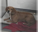 Small Photo #2 Bassetdor Puppy For Sale in Glen Allen, VA, USA