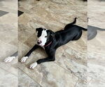 Small #5 American Pit Bull Terrier Mix