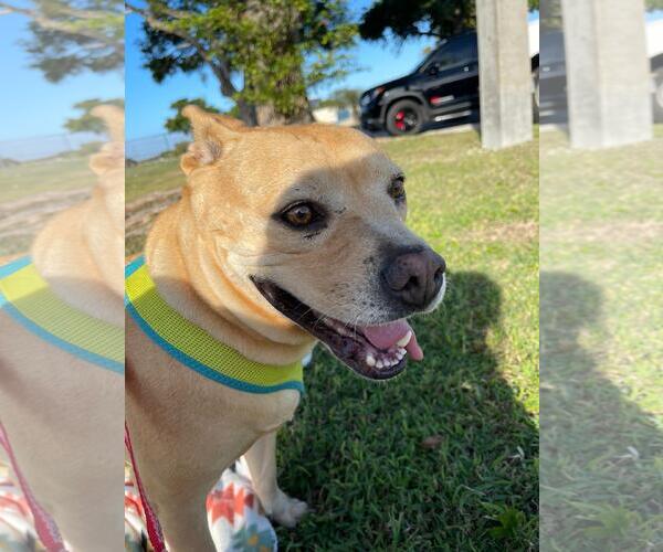 Medium Photo #2 Mutt Puppy For Sale in Miami, FL, USA