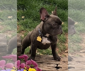 Mother of the French Bulldog puppies born on 07/06/2019