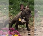 Small Photo #1 French Bulldog Puppy For Sale in TUTTLE, OK, USA
