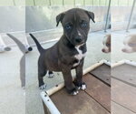 Small #2 Labrador Retriever Mix