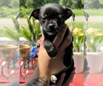 Puppy Raven Chihuahua