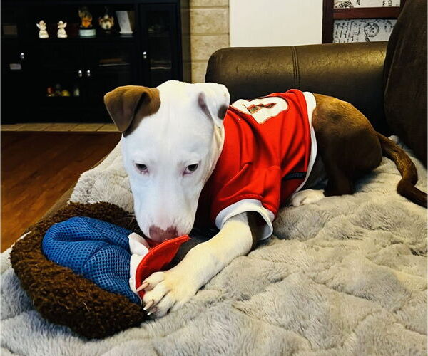 Medium Photo #2 American Pit Bull Terrier-Unknown Mix Puppy For Sale in Germantown, OH, USA