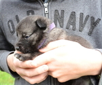 Puppy Peggy Norwegian Elkhound