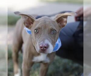 American Staffordshire Terrier-Unknown Mix Dogs for adoption in San Antonio, TX, USA